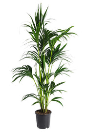HOWEA FORSTERIANA - KENTIA PALM Sydney's Plant Market